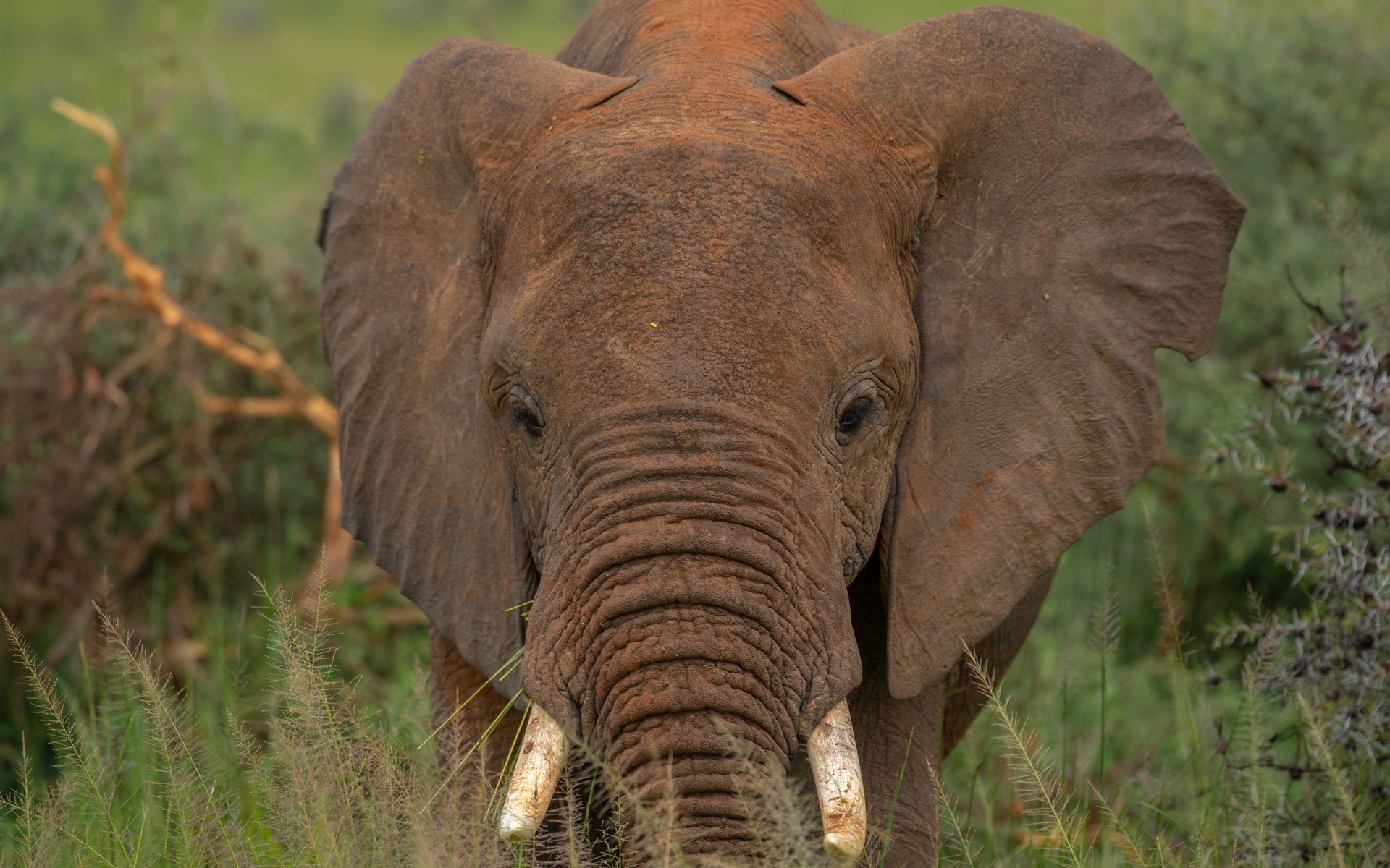 Journey Smiles Expeditions