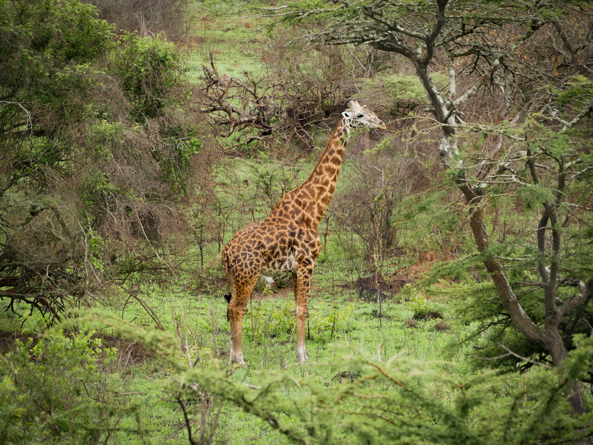 Akagera National Park